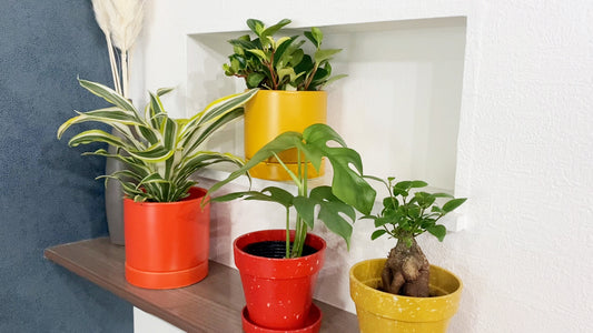 新生活にオススメの観葉植物 ー風水から見るー