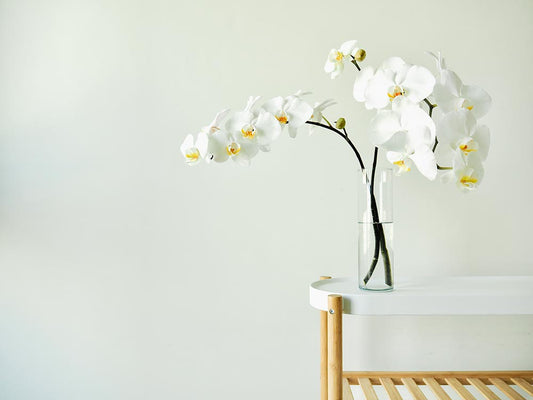 コチョウラン(胡蝶蘭)の花言葉