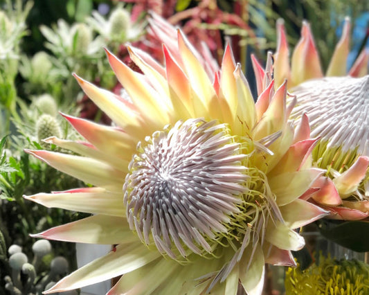 【店頭オススメ8選!】8月の花