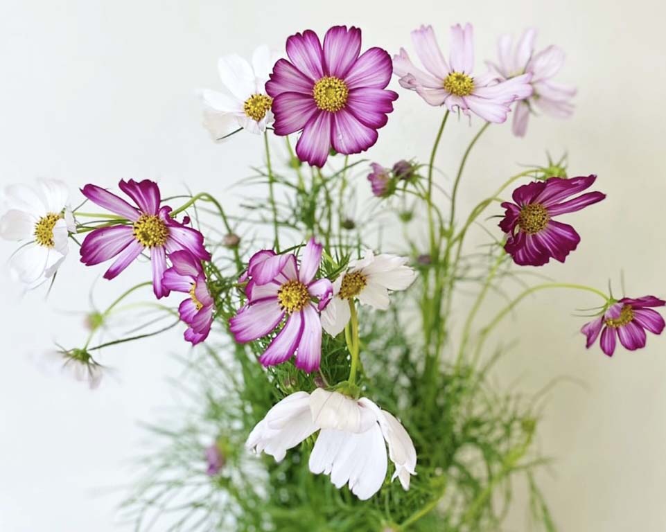 店頭オススメ5選！】9月の花 – hanna