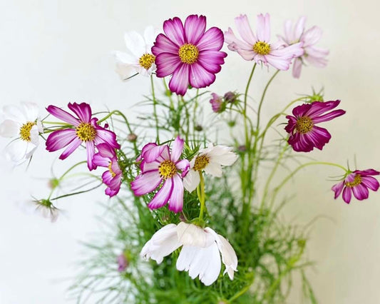【店頭オススメ5選!】9月の花