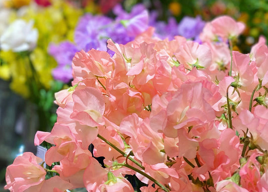 【店頭オススメ5選!】1月の花