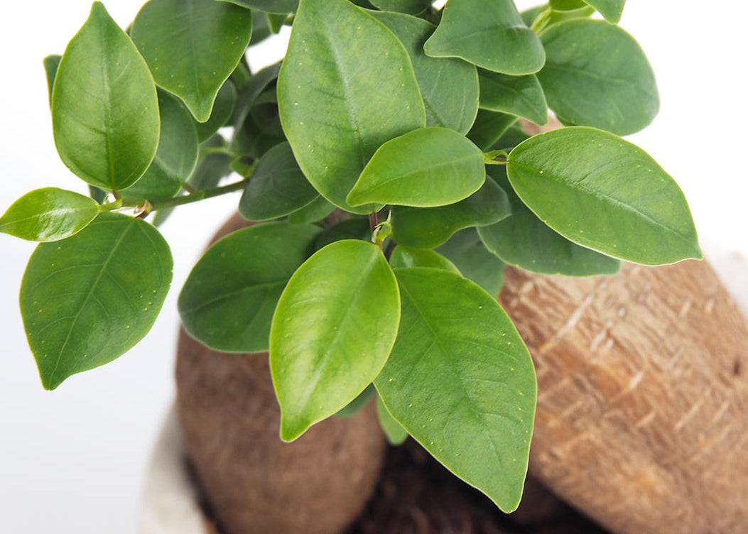 Greenery Encyclopedia] Gajumaru – hanna