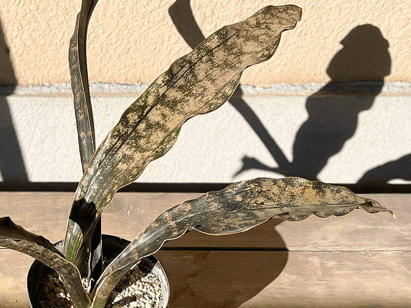 リアル観葉植物栽培記#06 「サンスベリア・キルキー・プルクラ リアル観葉植物栽培記#06 「サンスベリア・キルキー・プルクラ