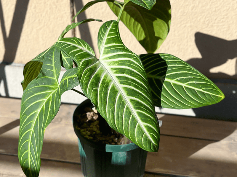 超希少❗️特大❗️アロカシア キサントソーマ リンデニー✨ 2025年 超希少❗️特大❗️アロカシア キサントソーマ リンデニー✨ 2025年