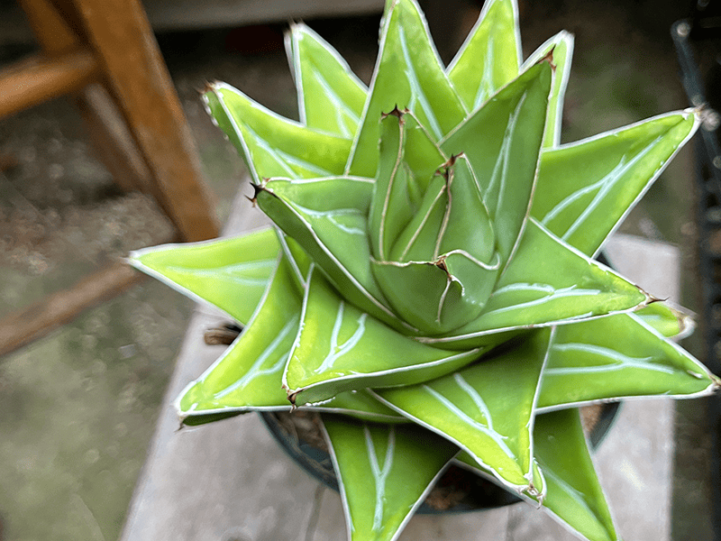 ひでさん 笹の雪 スーパーワイド 特大 大株 ひでさん様専用 笹の雪