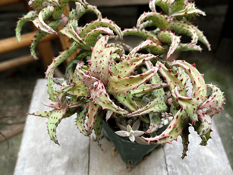 リアル観葉植物栽培記#21 「アロエ カスティロニアエ」 – hanna