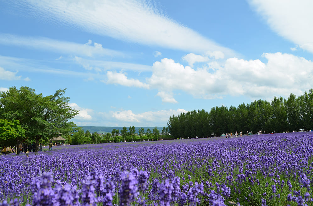 ラベンダーの魅力。北海道から届く癒しの香り。 – hanna