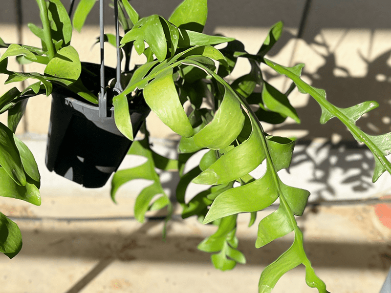 リアル観葉植物栽培記#04 「エピフィラム・クリソカルディウム」 – hanna リアル観葉植物栽培記#04 「エピフィラム・クリソカルディウム」 – hanna