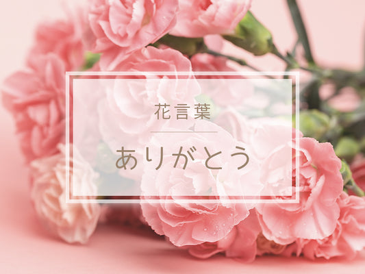 「ありがとう」の花言葉を持つ花