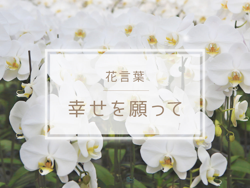 幸せを願って」の花言葉を持つ花 – hanna
