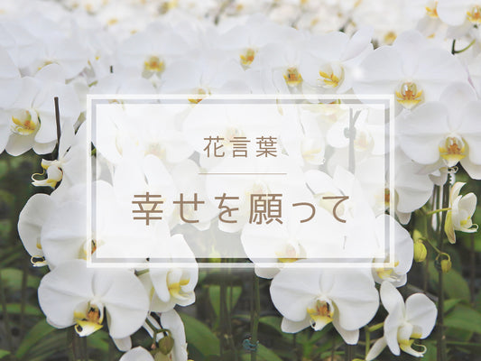 「幸せを願って」の花言葉を持つ花