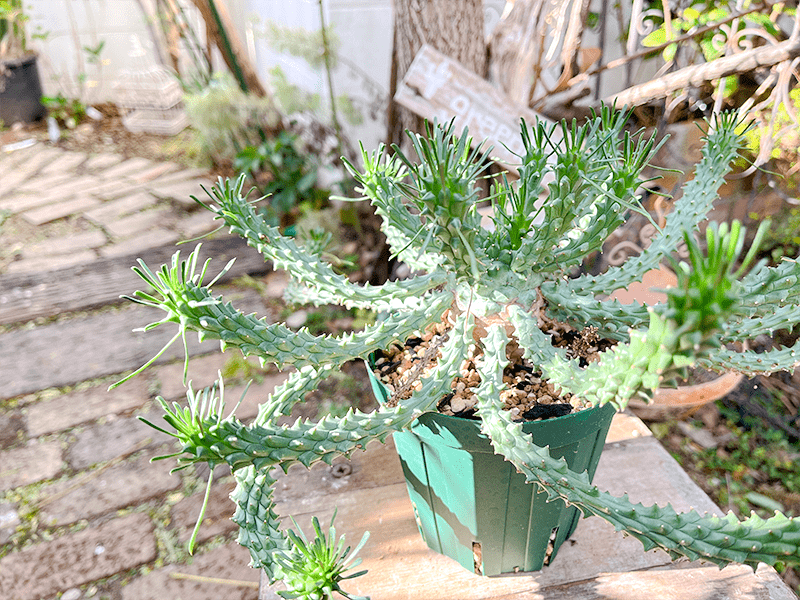 Real Houseplant Cultivation Diary #10 