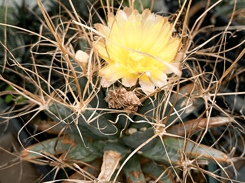 リアル観葉植物栽培記#03 「晃山」(レウクテンベルギア リアル観葉植物栽培記#03 「晃山」(レウクテンベルギア