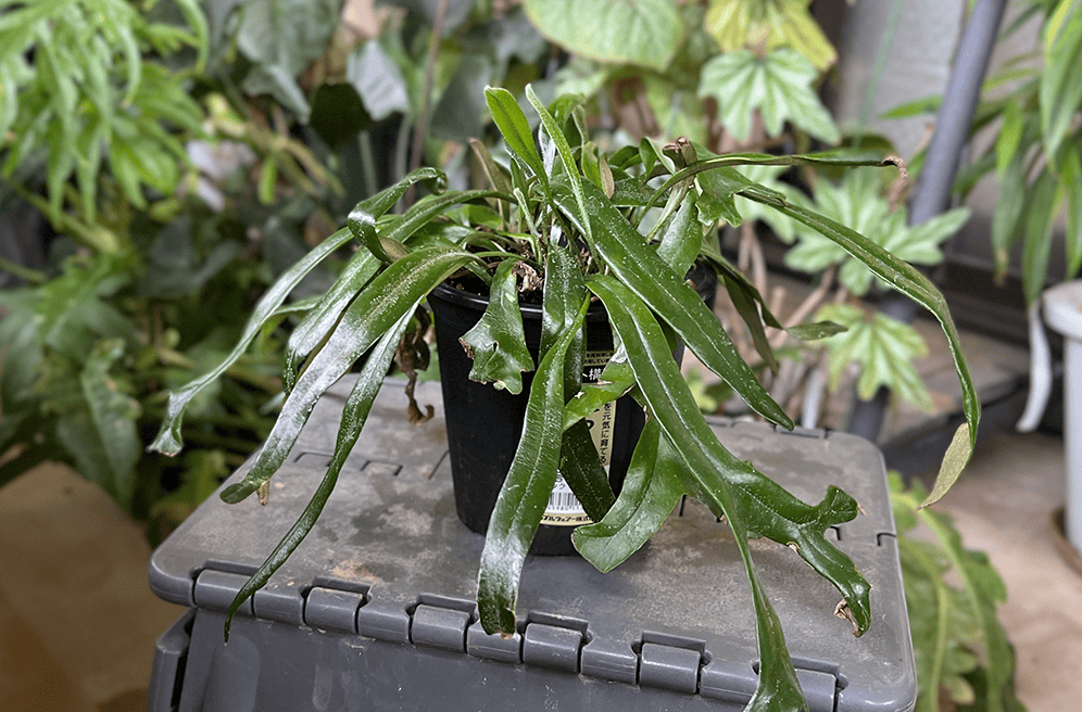 リアル観葉植物栽培記#36 「ピロシア ロンギフォリア」 – hanna