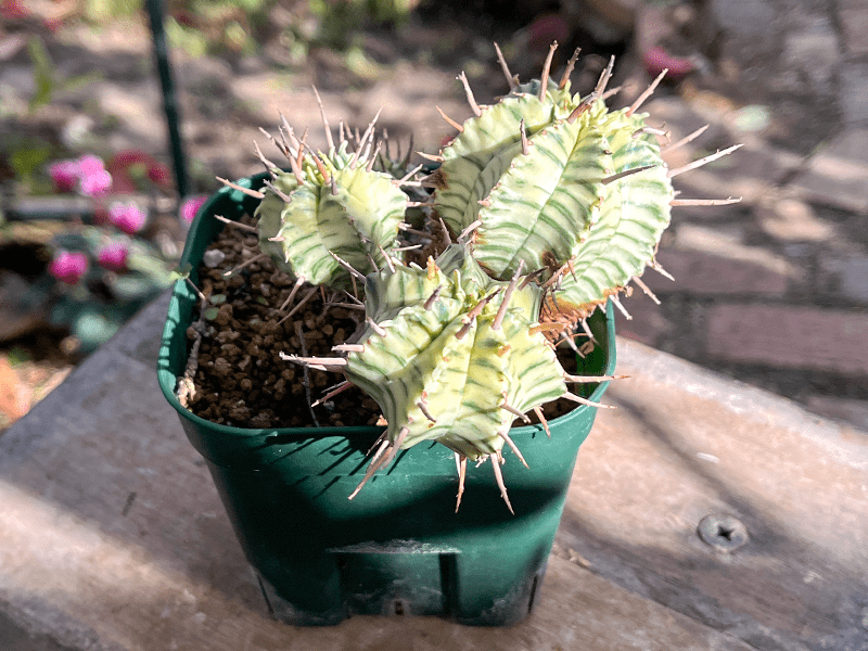 リアル観葉植物栽培記#11 「ユーフォルビア・メロフォルミス錦 リアル観葉植物栽培記#11 「ユーフォルビア・メロフォルミス錦