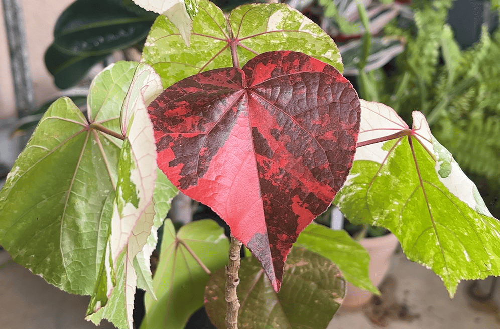 リアル観葉植物栽培記#44 オオハマボウ（斑入り） – hanna