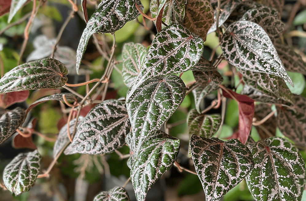 リアル観葉植物栽培記#22 「ピペル・オルナツム」 – hanna