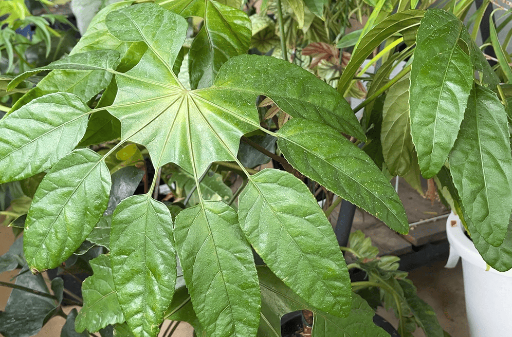 リアル観葉植物栽培記#43 トレベシア パルマ―タ – hanna リアル観葉植物栽培記#43 トレベシア パルマ―タ – hanna