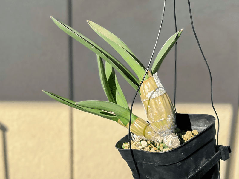 リアル観葉植物栽培記#14 「ユーロフィア・ペテルシー」 – hanna リアル観葉植物栽培記#14 「ユーロフィア・ペテルシー」 – hanna