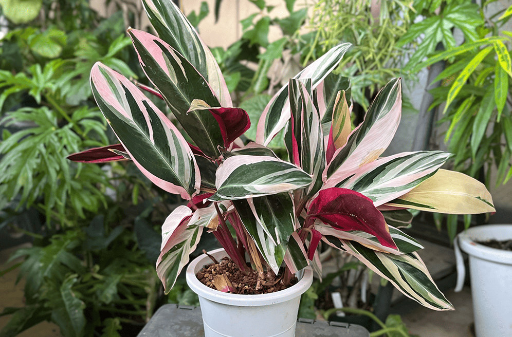 【美苗】激レア　ストロマンテ　トリオスター　斑入り　ゴマ斑　　抜き苗 リアル観葉植物栽培記#34 「ストロマンテ トリオスター」 – hanna