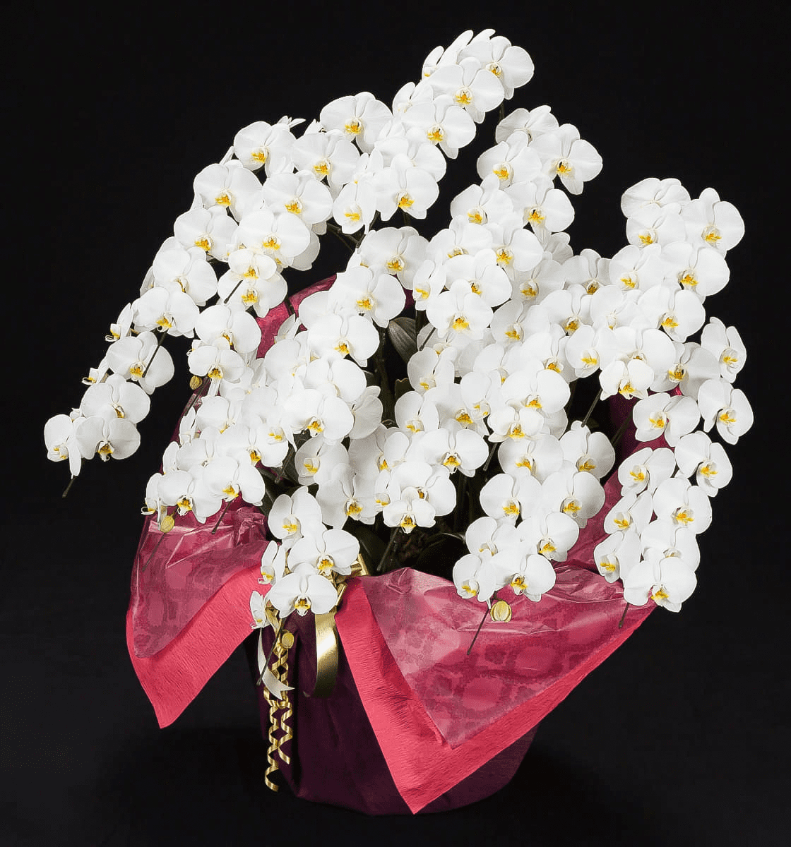 Large-flowered Phalaenopsis Orchid - Web Exclusive | White, 15 Stems (Please inquire in advance)