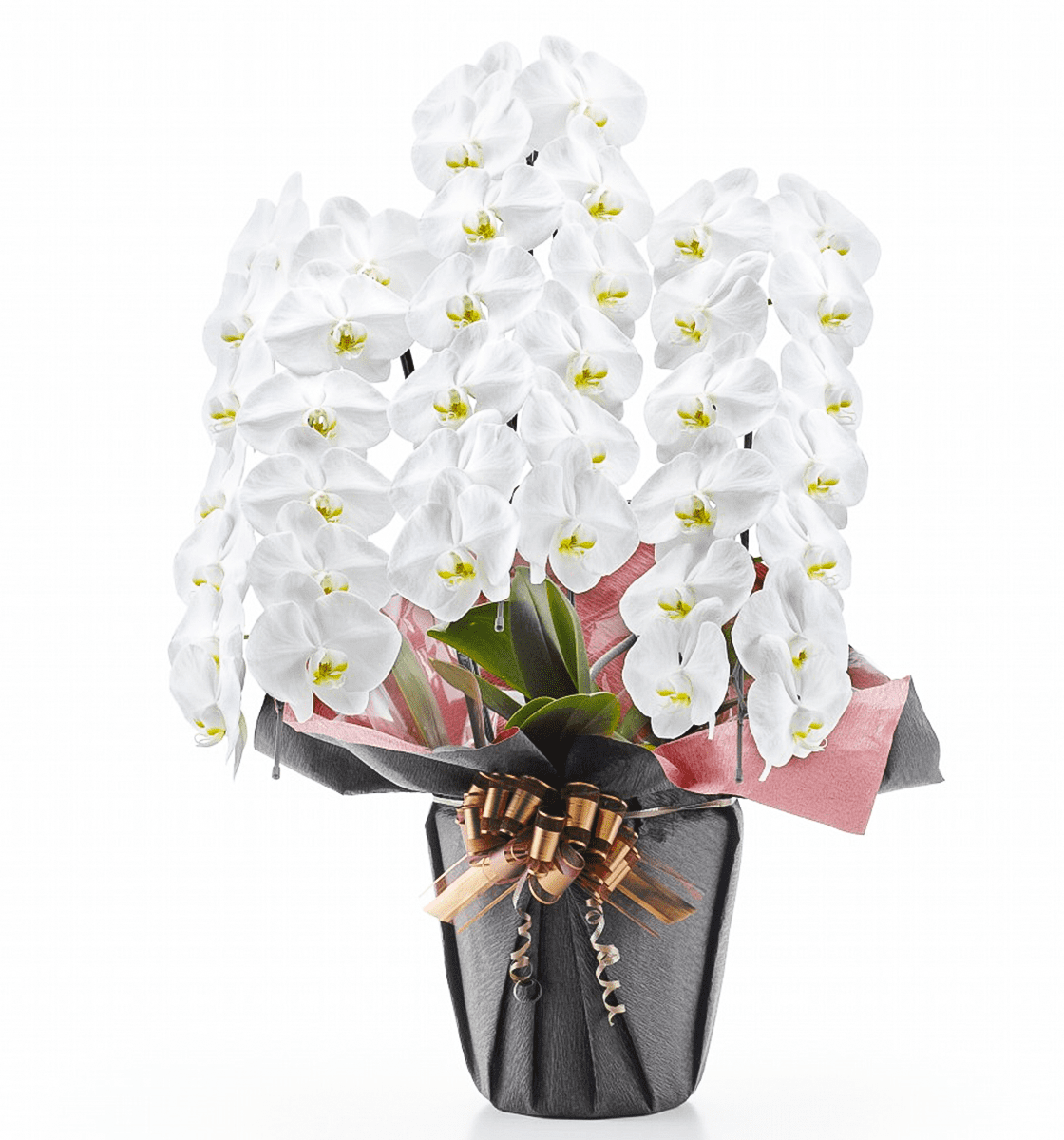 大輪胡蝶蘭・お祝い用／お供え用】白3本立ち39輪前後 ｜胡蝶蘭の通販