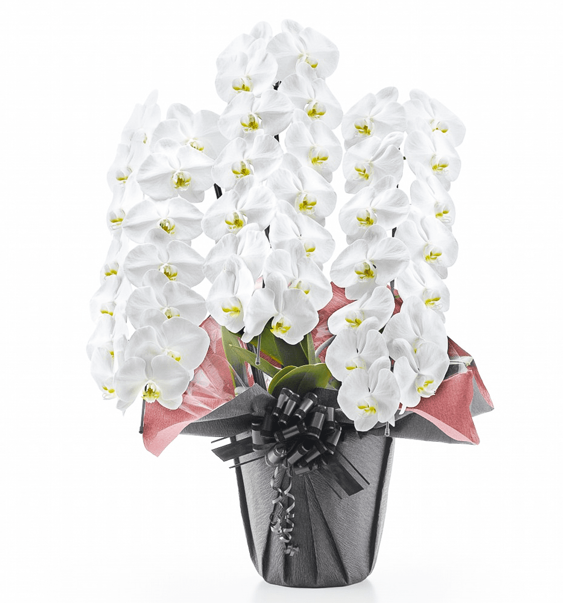大輪胡蝶蘭・お祝い用／お供え用】白3本立ち42輪前後 ｜胡蝶蘭の通販