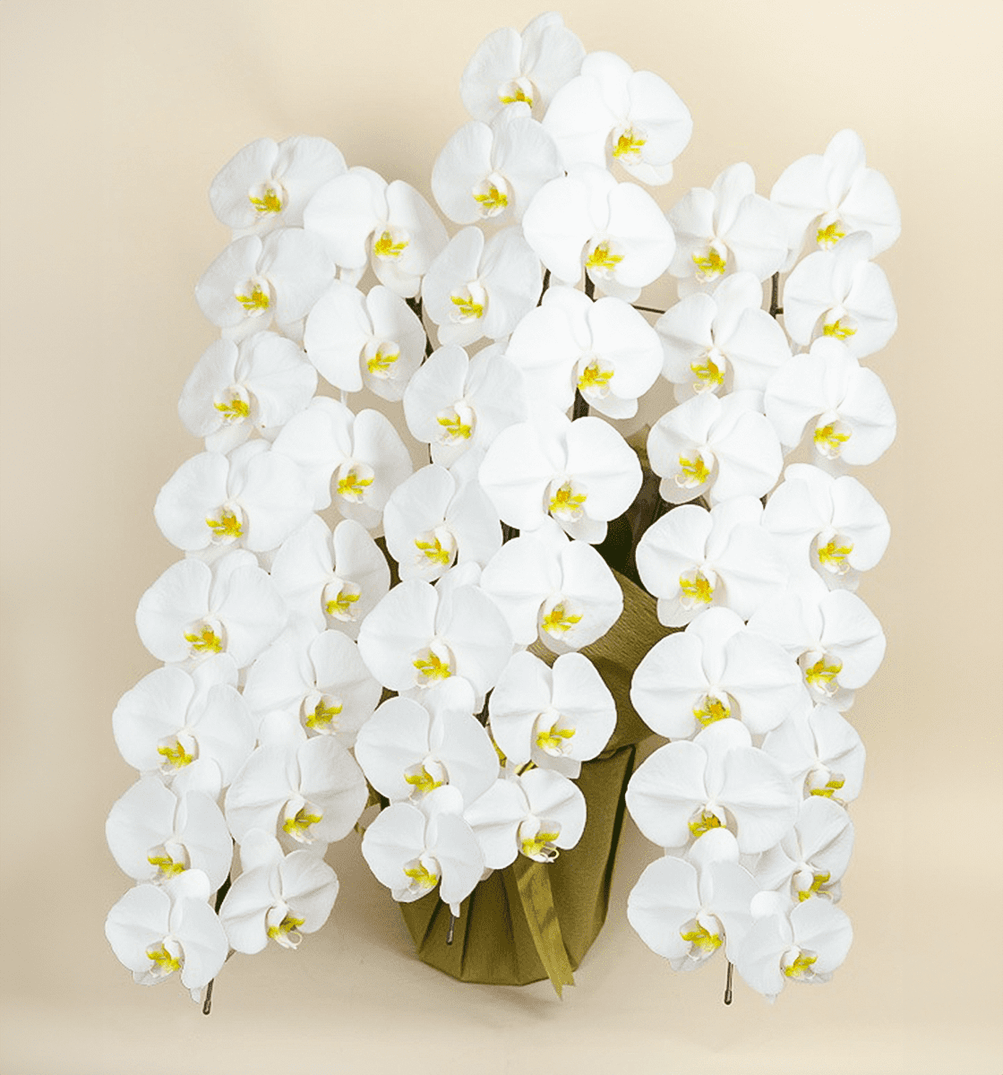 胡蝶蘭 お祝い 3本立ち 白色 大輪 ギフト 18輪前後 胡蝶蘭大輪 白 3本立ち 40輪〜45輪前後 | 胡蝶蘭ならHitoHana(ひとはな)