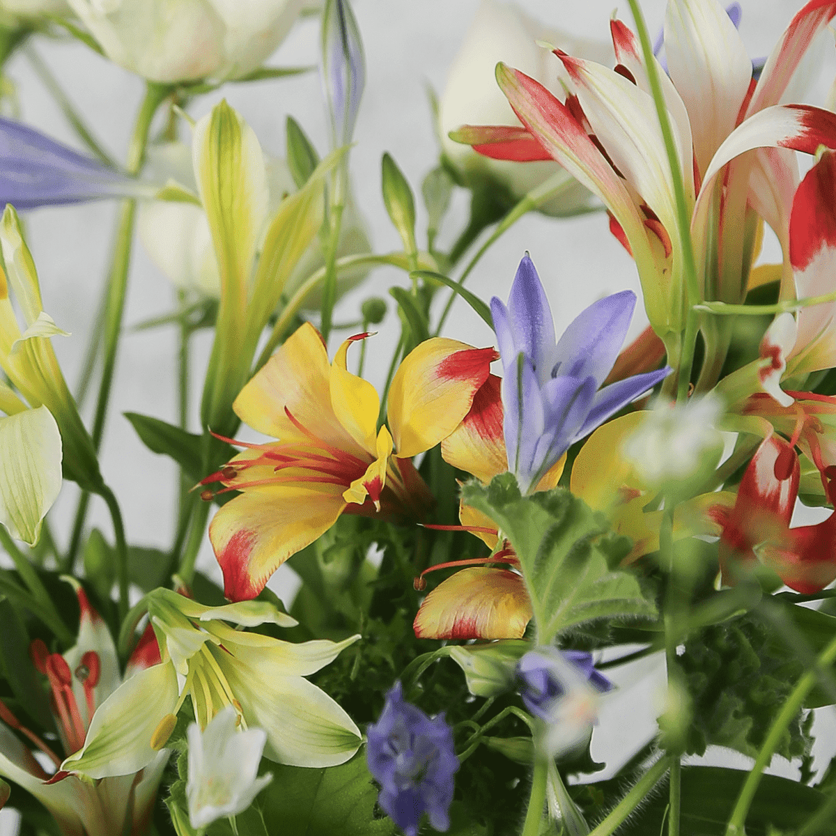 Limited-time offer: 2024 Zodiac Birthday Bouquet / Cancer / Large Size, supervised by astrology writer Saya