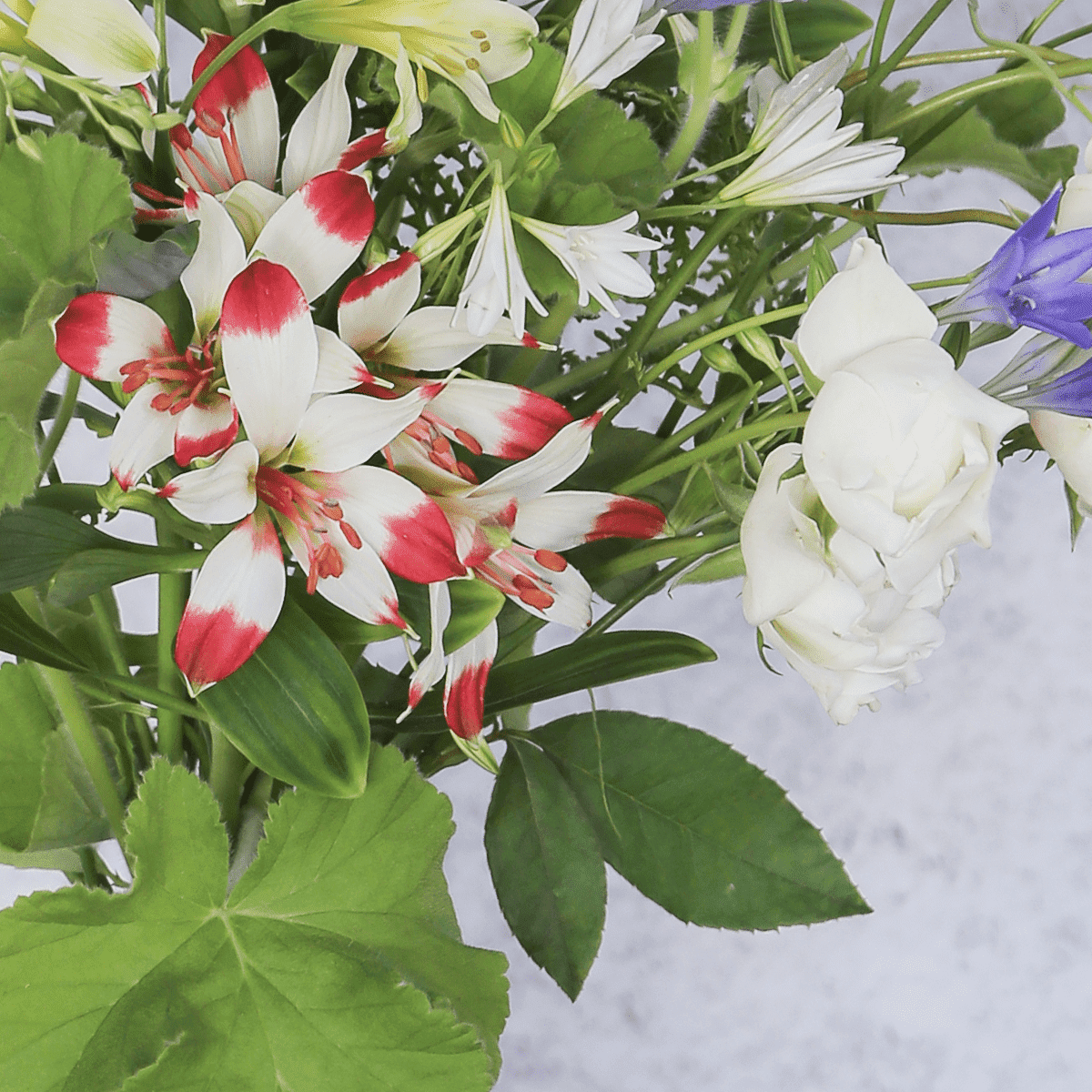 Limited-time offer: 2024 Zodiac Birthday Bouquet / Cancer / Large Size, supervised by astrology writer Saya