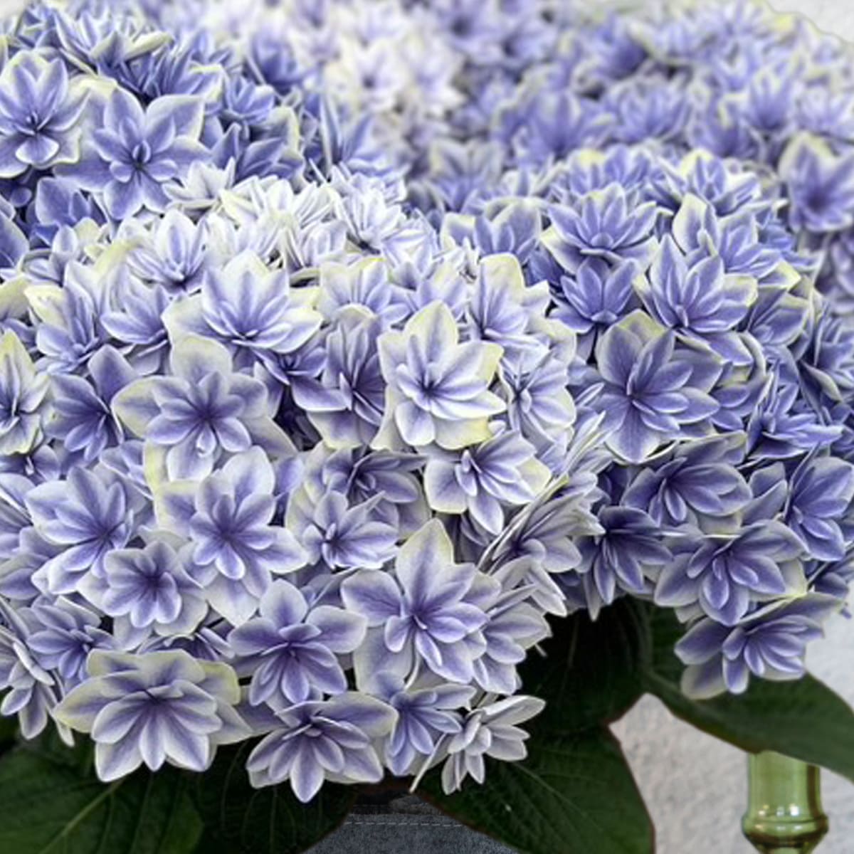 【母の日のプレゼント】No.10 あじさい 花音(カノン) ブルー