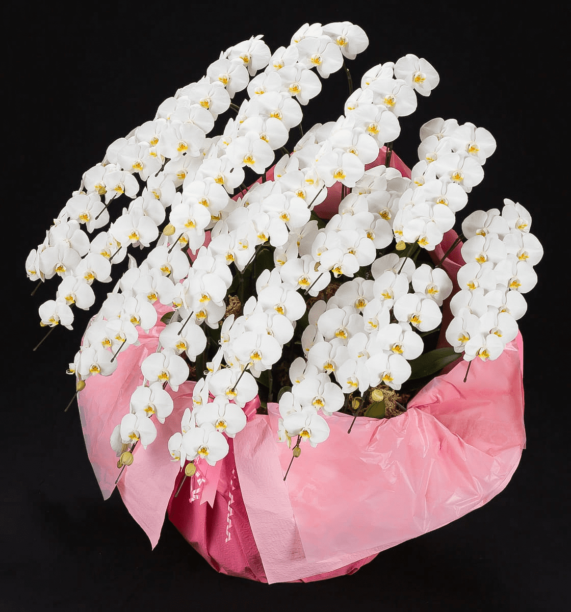 Large-flowered Phalaenopsis Orchid - Web Exclusive | White, 20 Stems (Please inquire in advance)