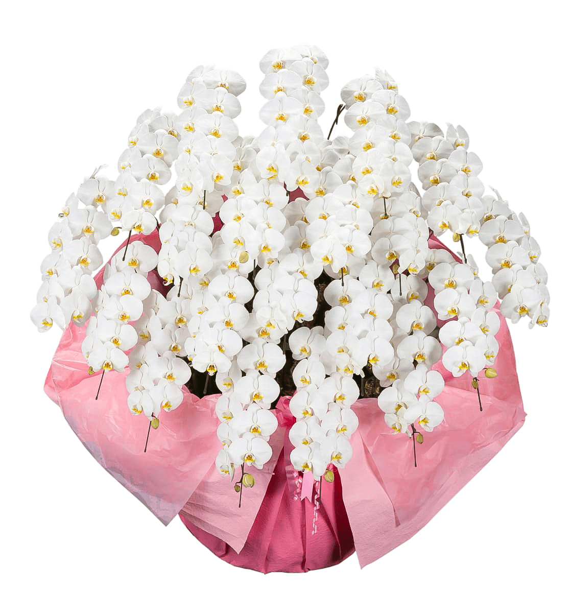 Large-flowered Phalaenopsis Orchid - Web Exclusive | White, 20 Stems (Please inquire in advance)