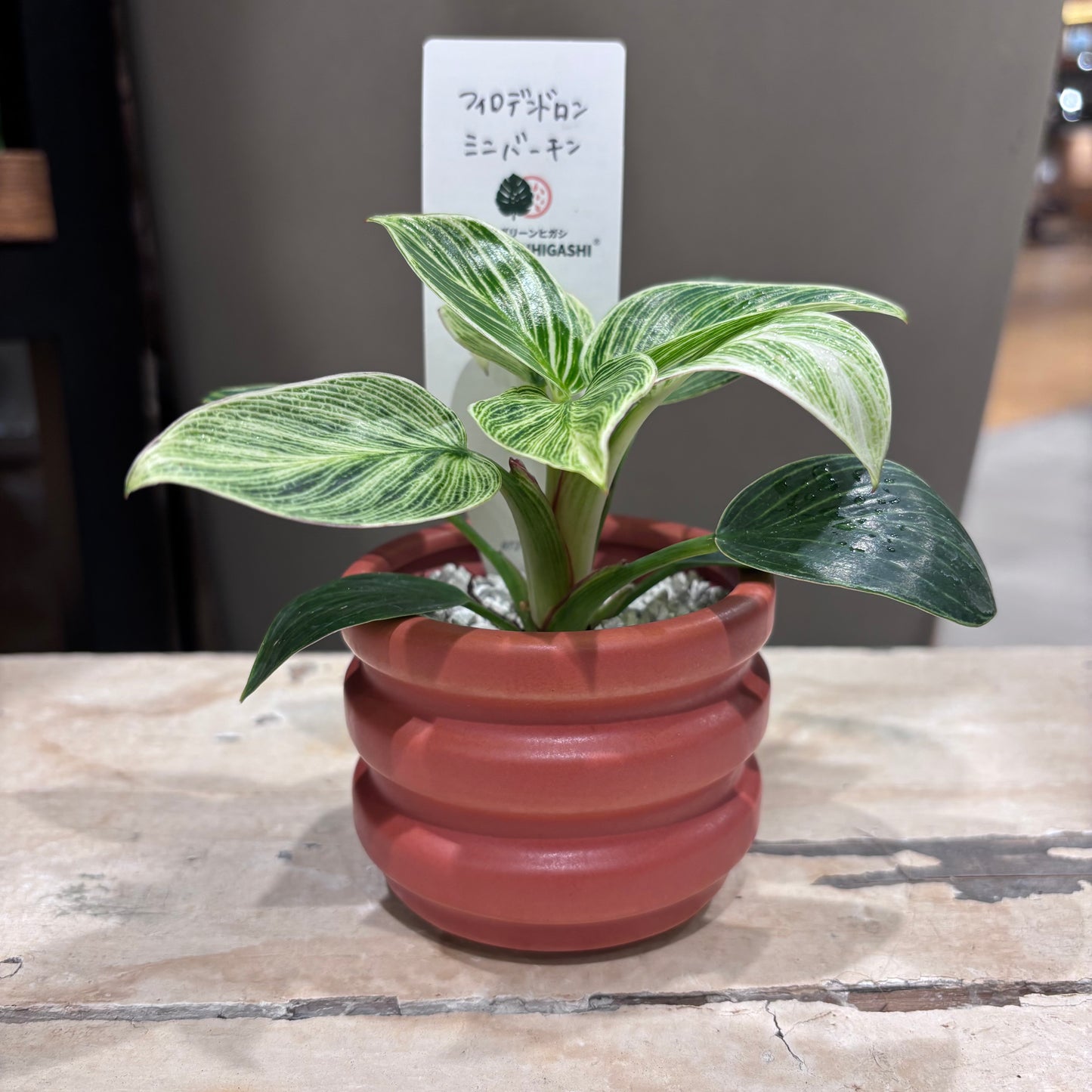 【フィロデンドロン・バーキン・ミニ】陶器鉢付|小型|観葉植物