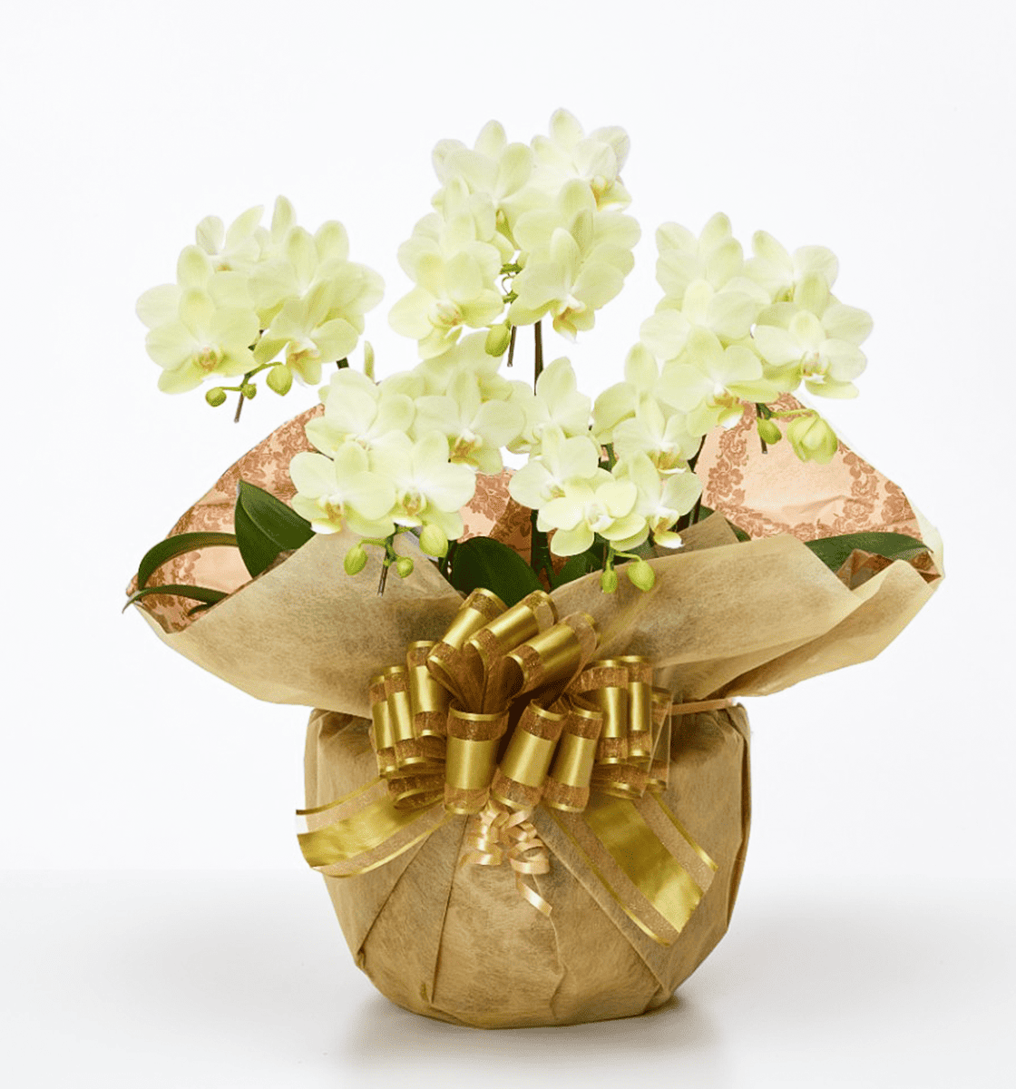 胡蝶蘭　還暦祝い　ファレノプシス　誕生日　開店祝い　結婚記念日　成人式 胡蝶蘭 還暦祝い ファレノプシス 誕生日 開店祝い 結婚記念日 成人式