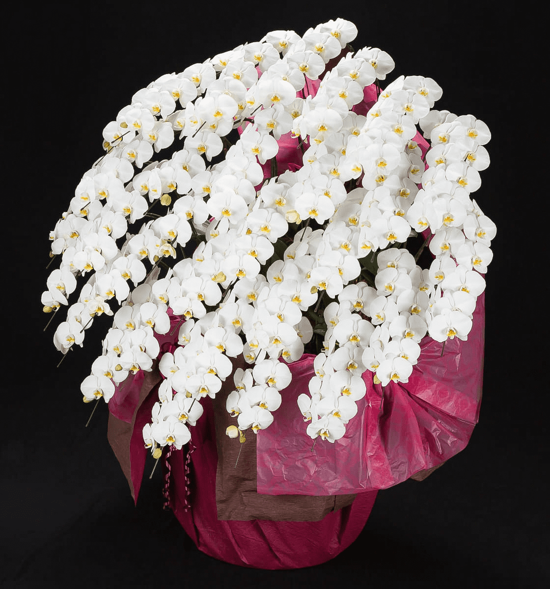 Large-flowered Phalaenopsis Orchid - Web Exclusive | White, 30 Stems (Please inquire in advance)
