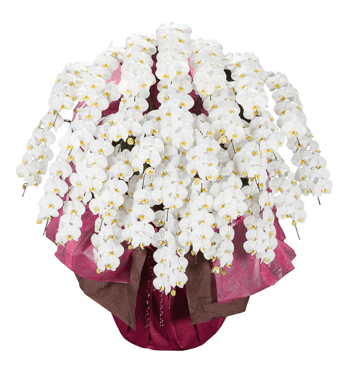 Large-flowered Phalaenopsis Orchid - Web Exclusive | White, 30 Stems (Please inquire in advance)