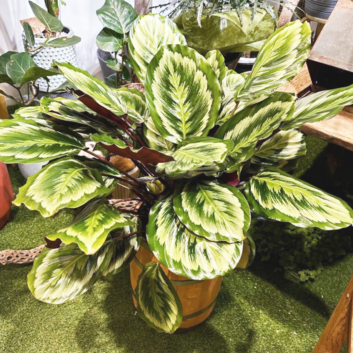 Calathea Medallion V2 in an 8-inch pot | Houseplant