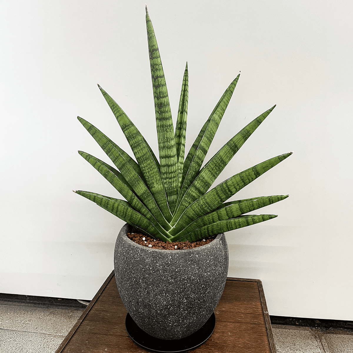 サンスベリア・ボンセレンシス】鉢付｜観葉植物 – hanna