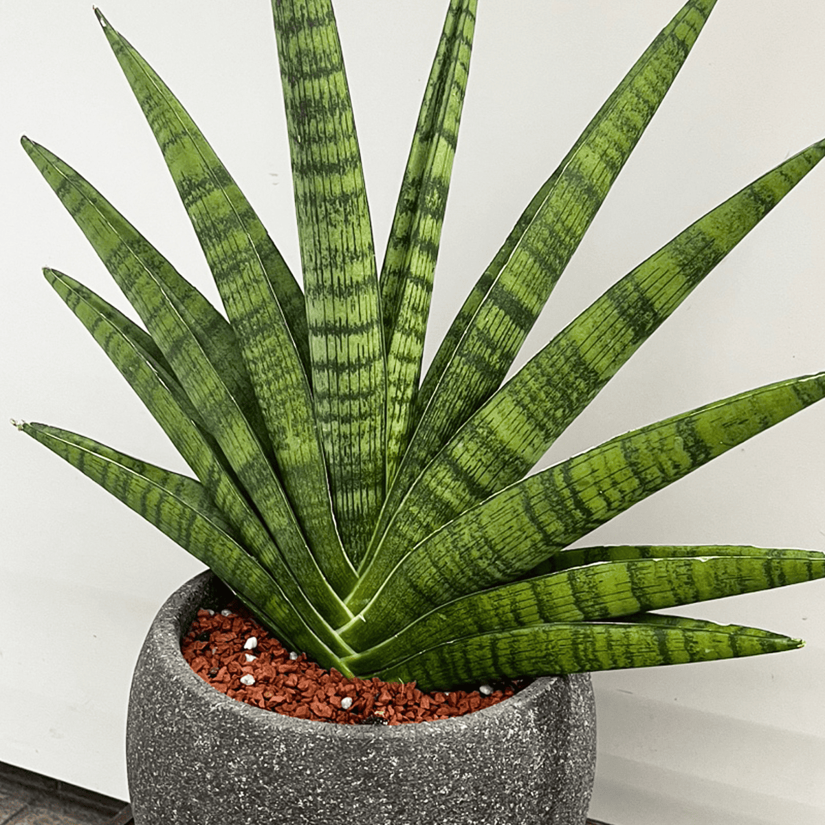 サンスベリア・ボンセレンシスのアップ写真