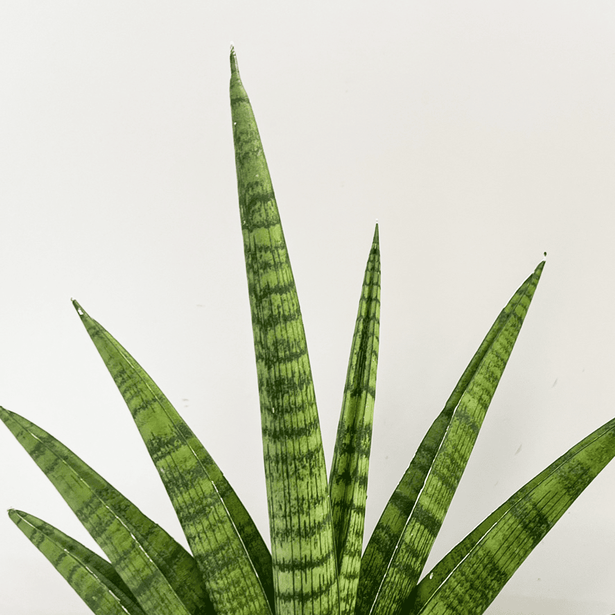 サンスベリア・ボンセレンシスの葉先