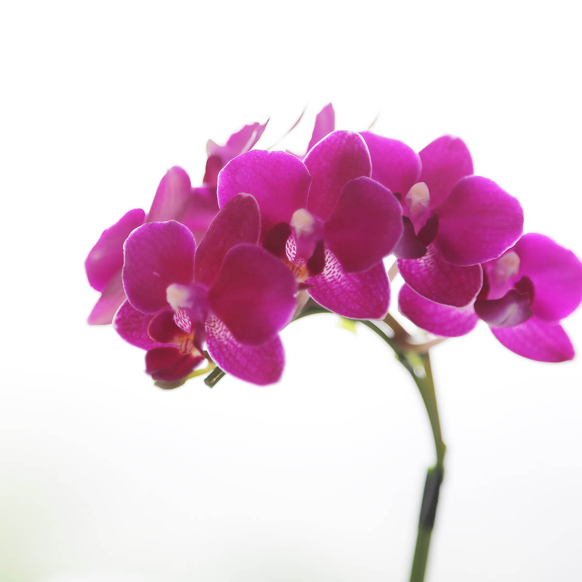 【母の日のプレゼント】《そのまま飾れる!》紫色の花のミディ胡蝶蘭 鉢物/鉢花 花屋の通販 贈り物 フラワーギフト 大阪の花屋07