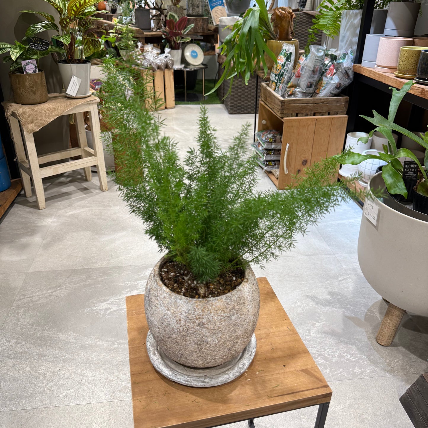 Asparagus setaceus 'Nanus' (potted) | Small | Houseplant