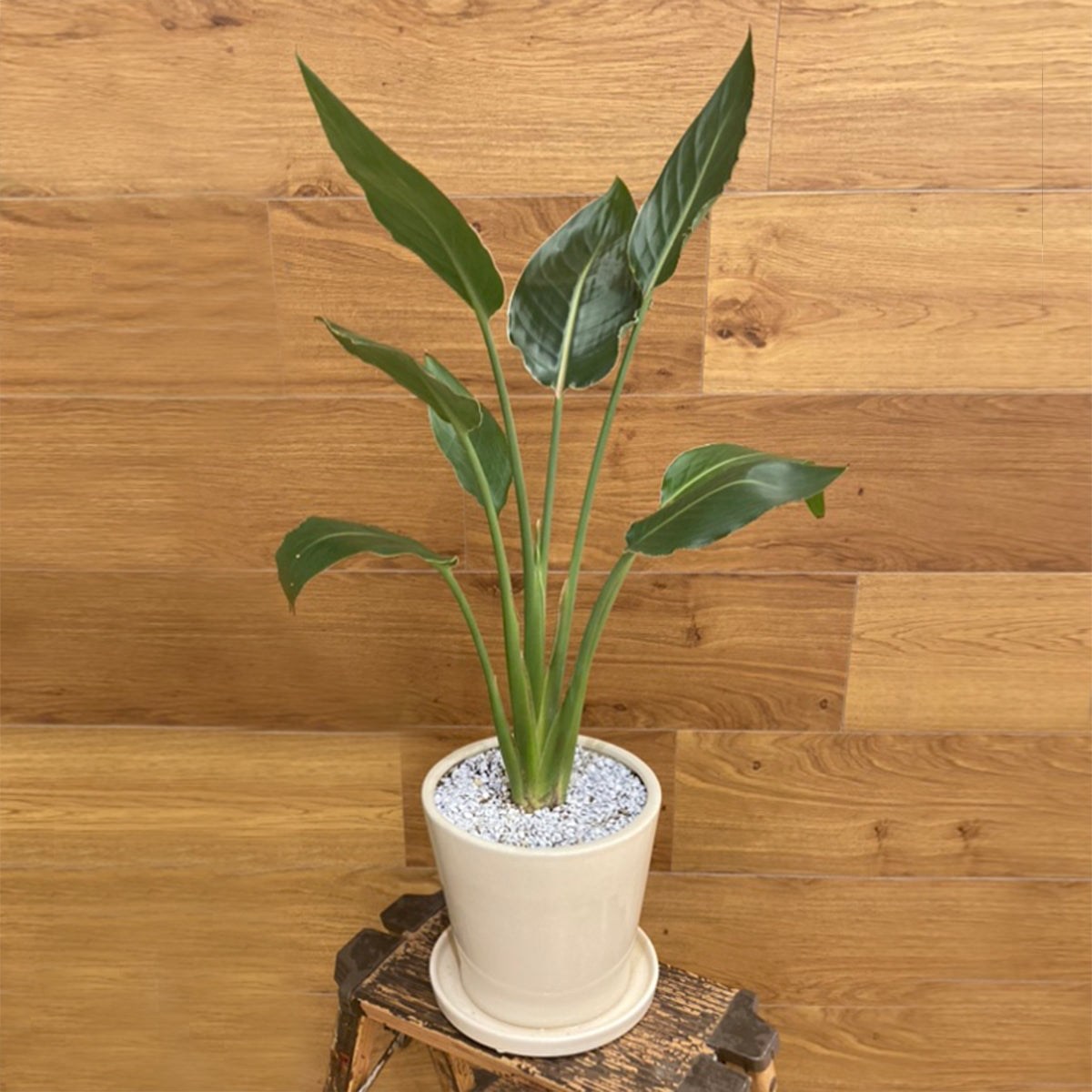 極楽鳥花】ストレリチア・レギネ｜陶器鉢｜観葉植物 – hanna