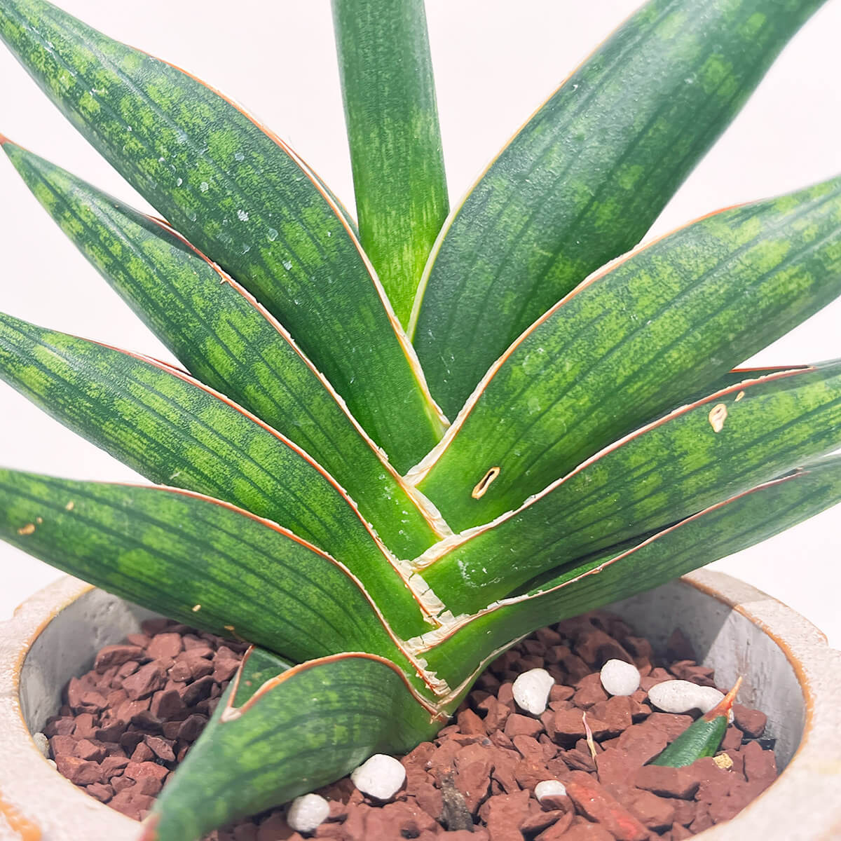 【サンスベリア】モトムケニア①|観葉植物