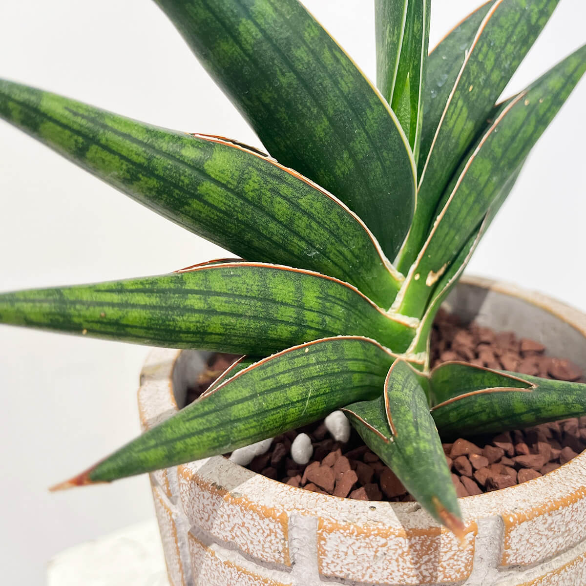 【サンスベリア】モトムケニア①|観葉植物