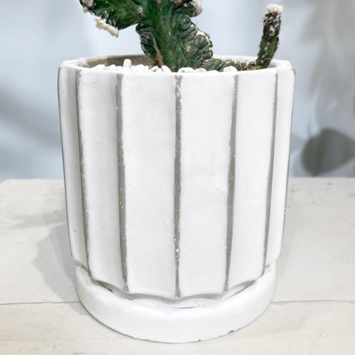 【サボテン】残雪|観葉植物