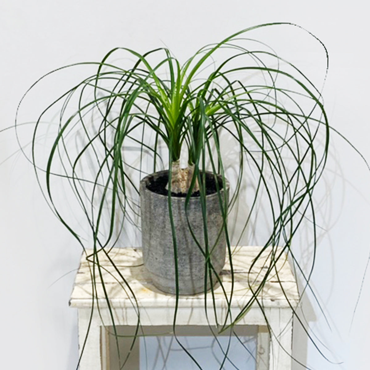 トックリラン05】陶器鉢｜観葉植物 – hanna