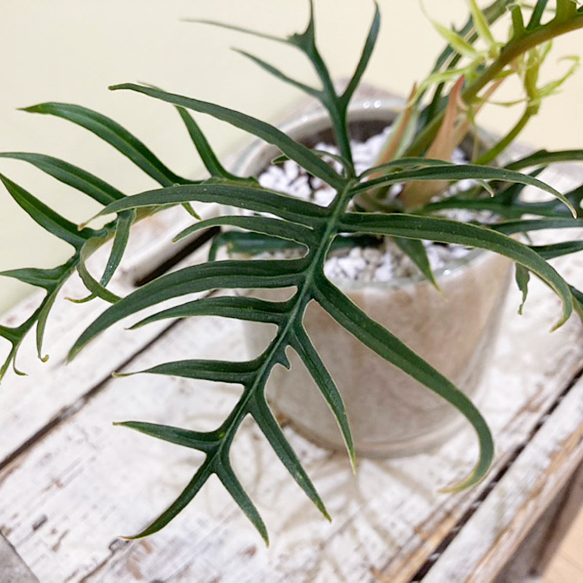 【フィロデンドロン】トータム(トルツム)陶器鉢|観葉植物